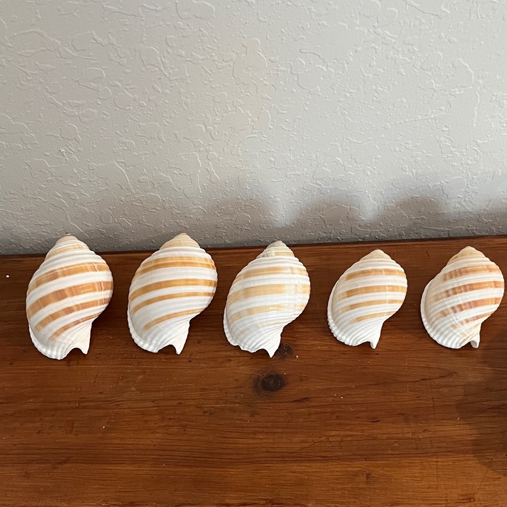 Set of Five Striped Tonka Seashells 5-3.5 inches Set of 5